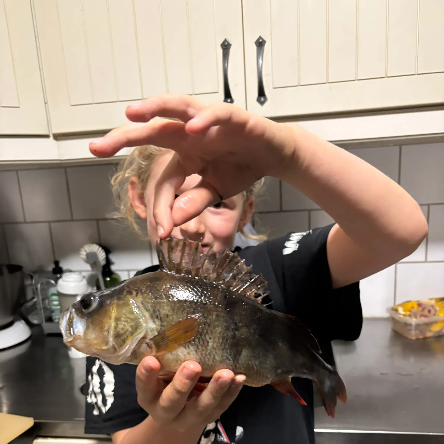 European perch caught on Fishbrain