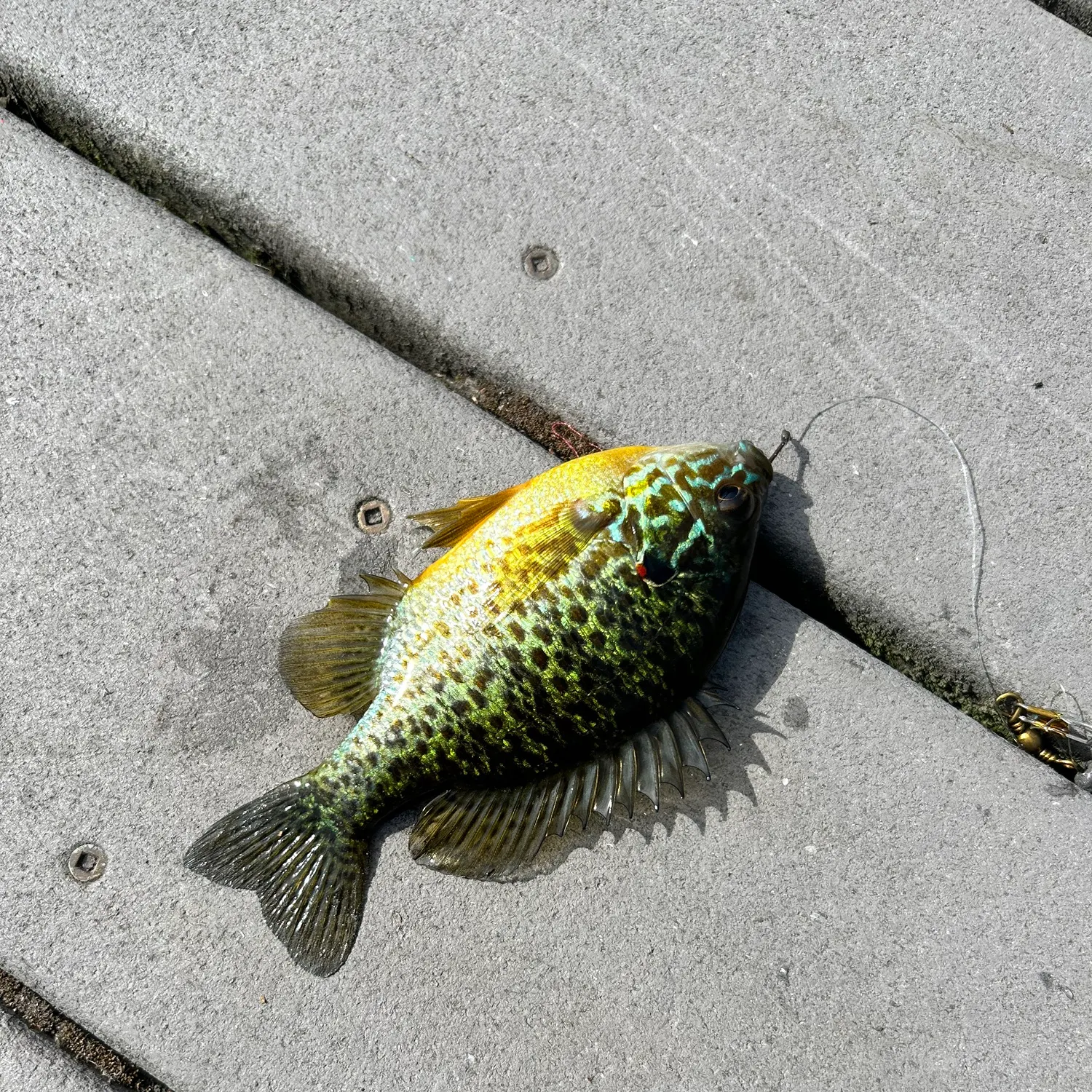 Pumpkinseed caught on Fishbrain
