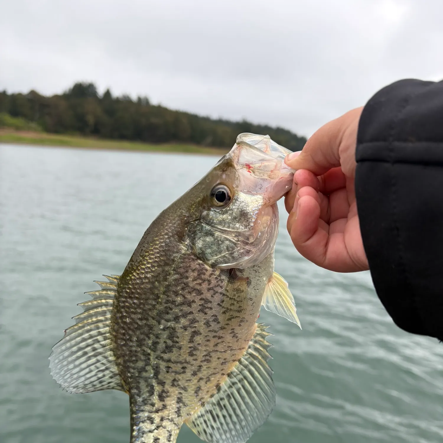 Black crappie caught on Fishbrain