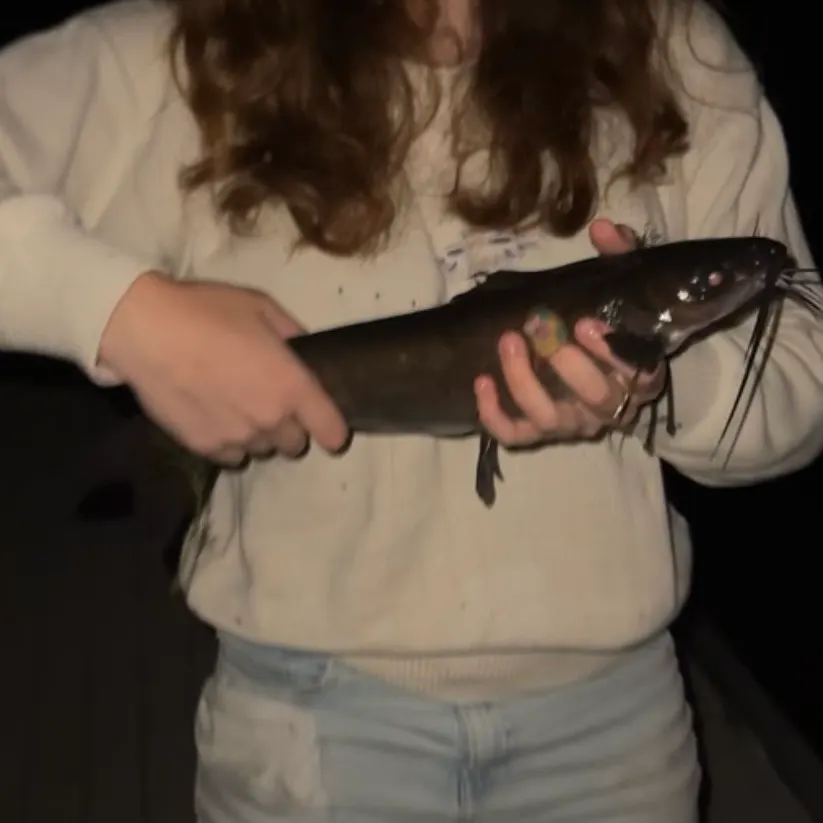 Channel catfish caught on Fishbrain