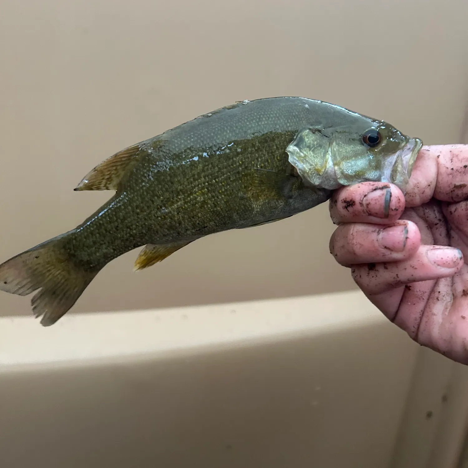Smallmouth bass caught on Fishbrain