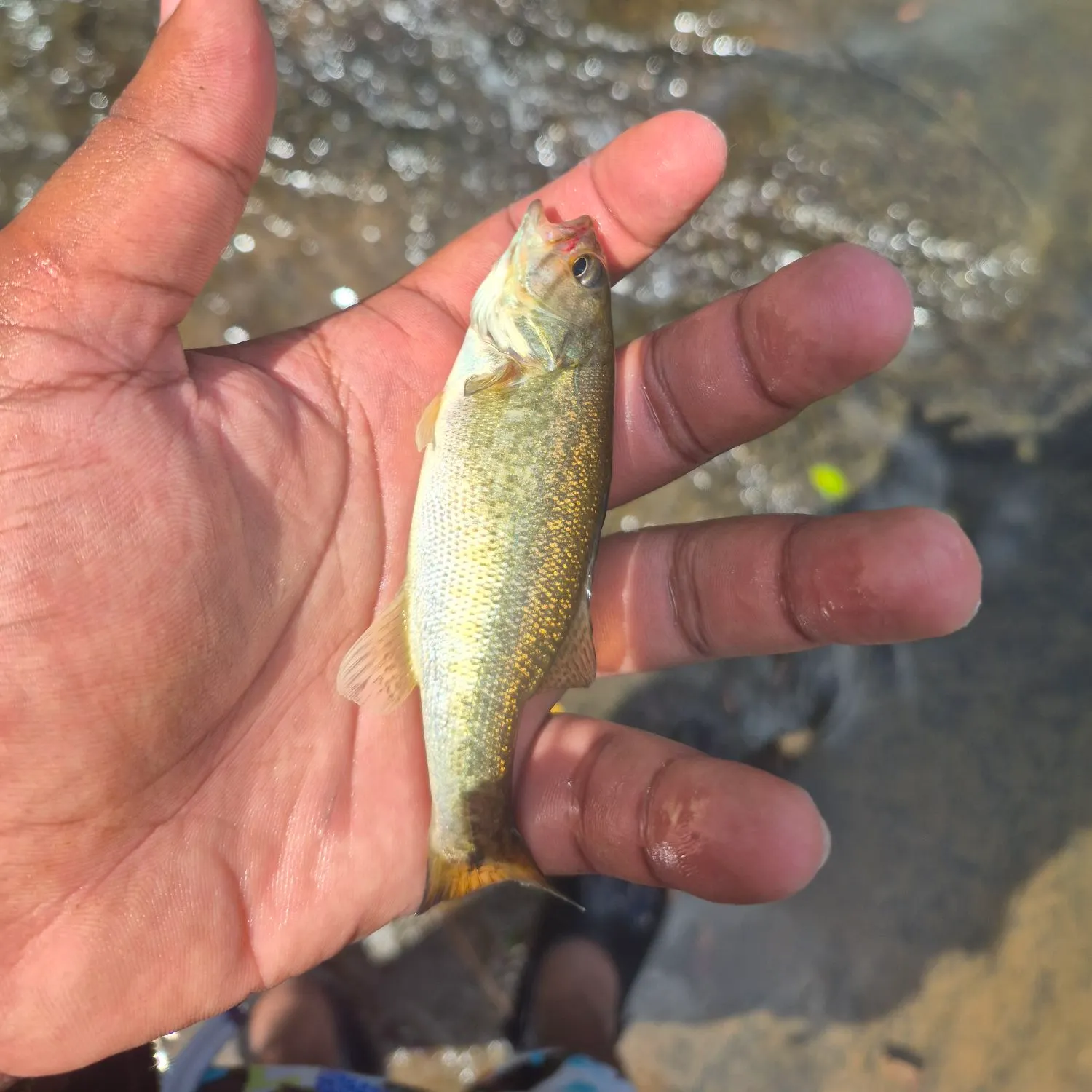 Shoal bass caught on Fishbrain