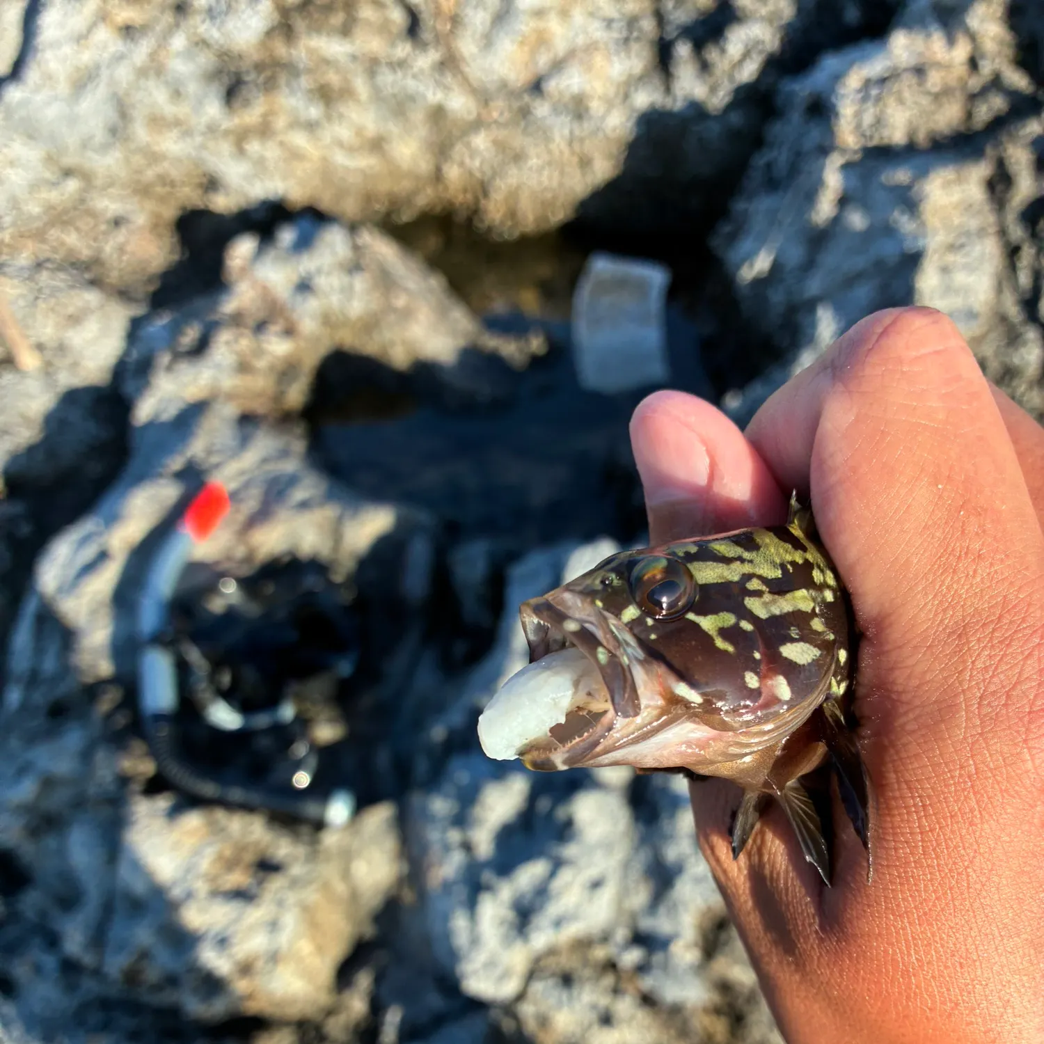 The most recent Dusky grouper catches on Fishbrain