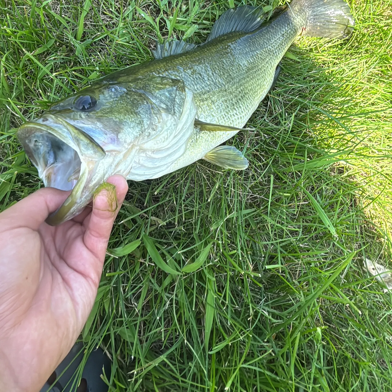 Largemouth bass caught on Fishbrain