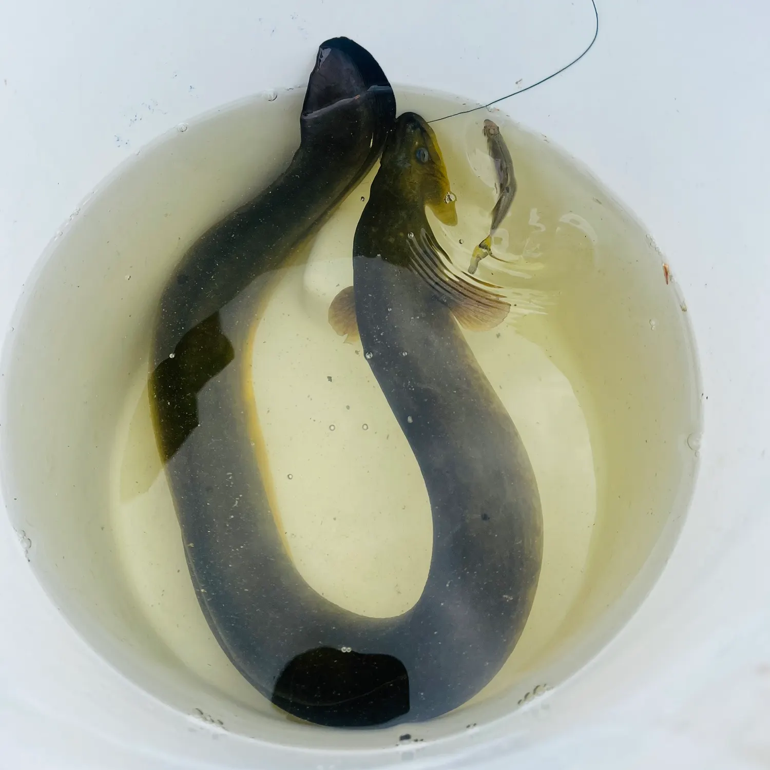 The most recent American eel catches on Fishbrain