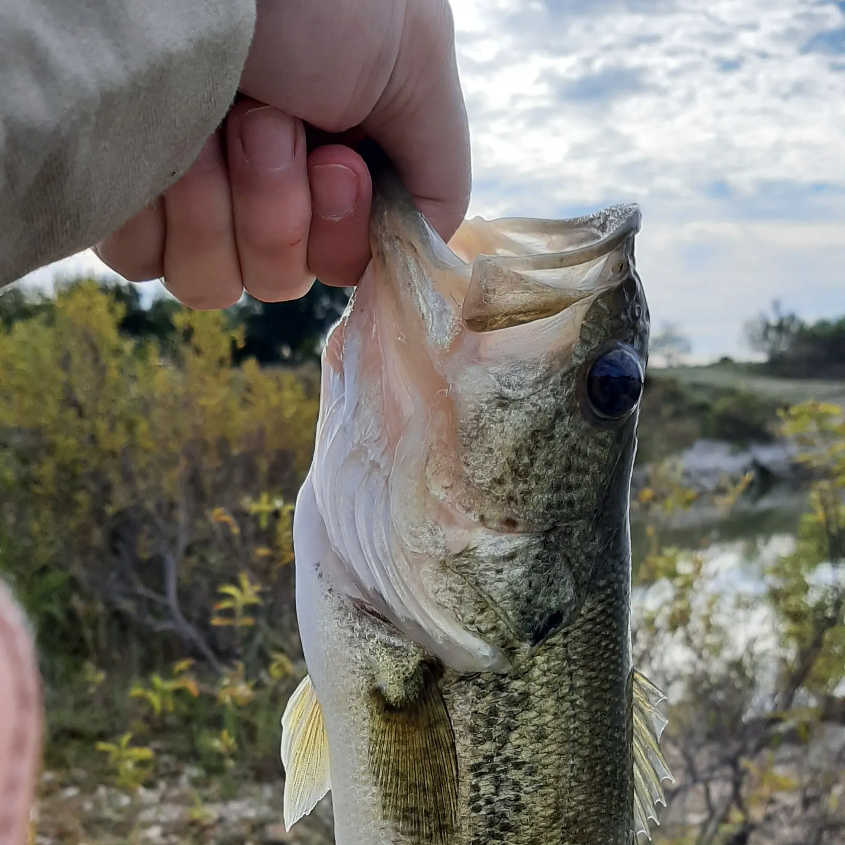 Spotted bass caught on Fishbrain