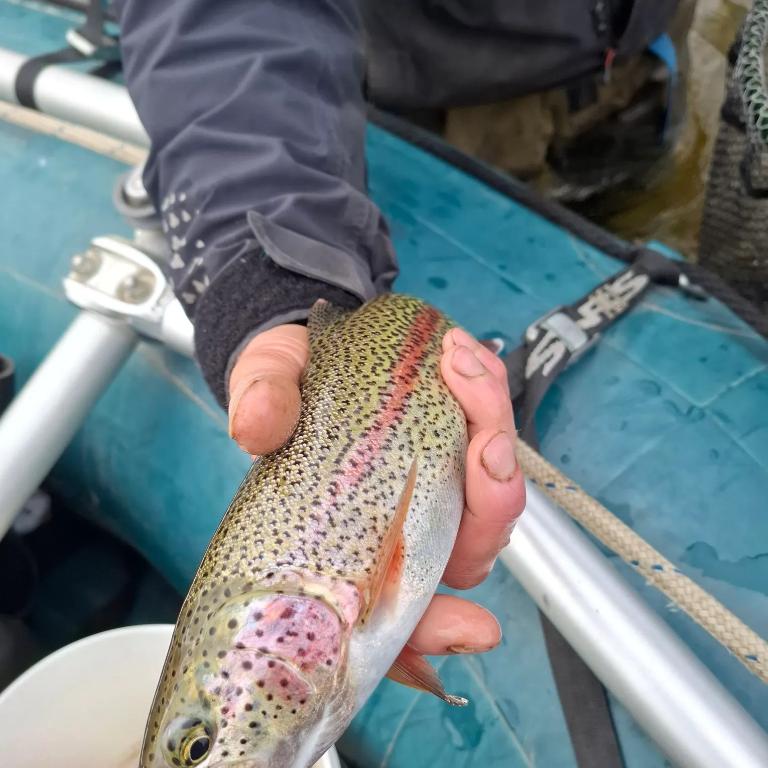 Rainbow trout caught on Fishbrain
