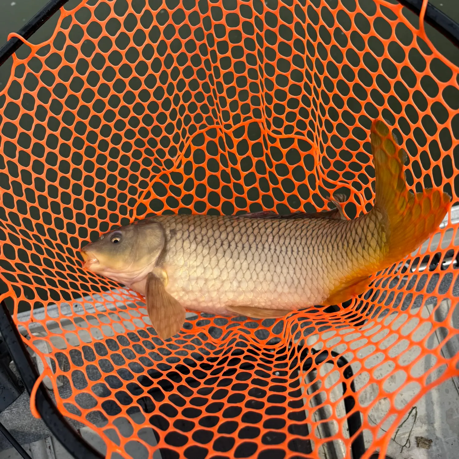 Common carp caught on Fishbrain
