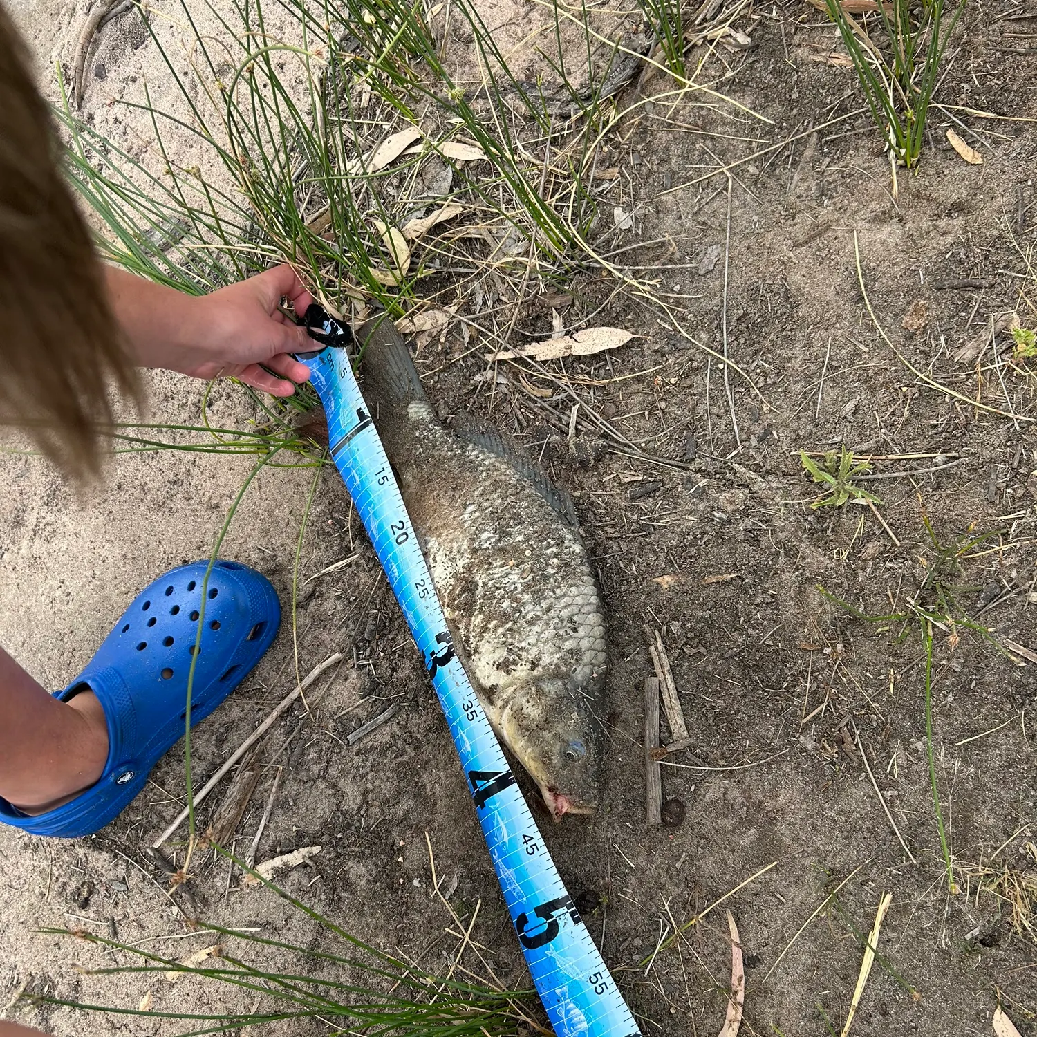 The most recent Atlantic tripletail catches on Fishbrain
