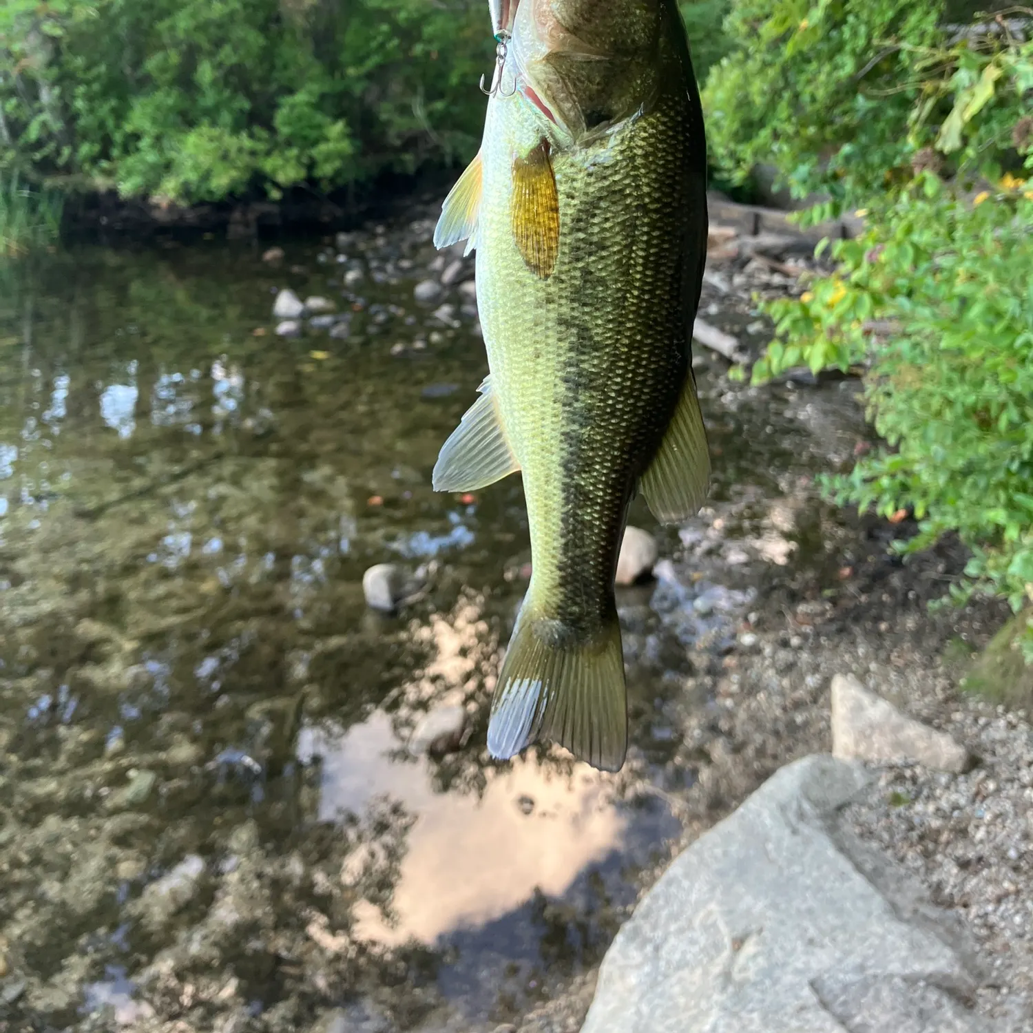Largemouth bass caught on Fishbrain
