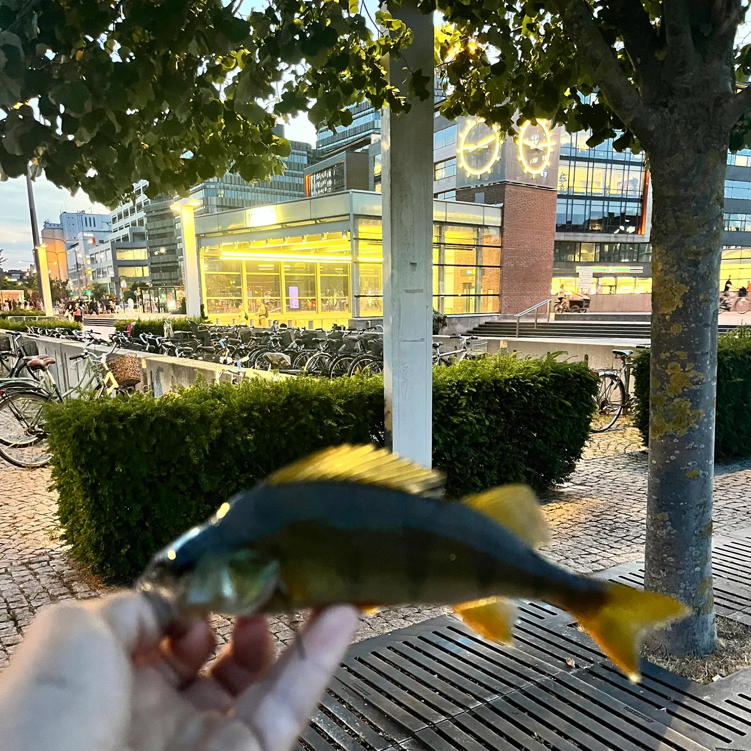 European perch caught on Fishbrain