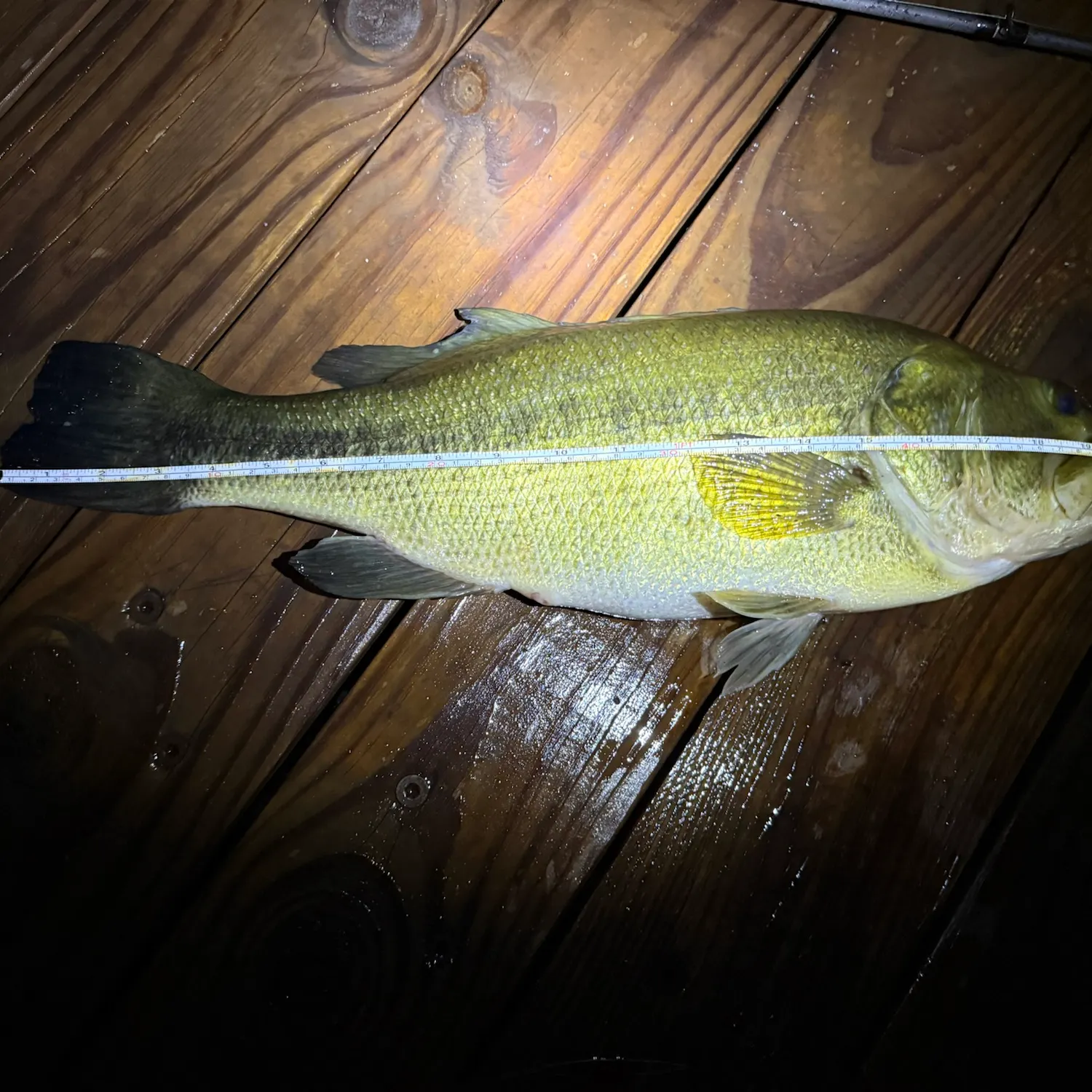 Largemouth bass caught on Fishbrain
