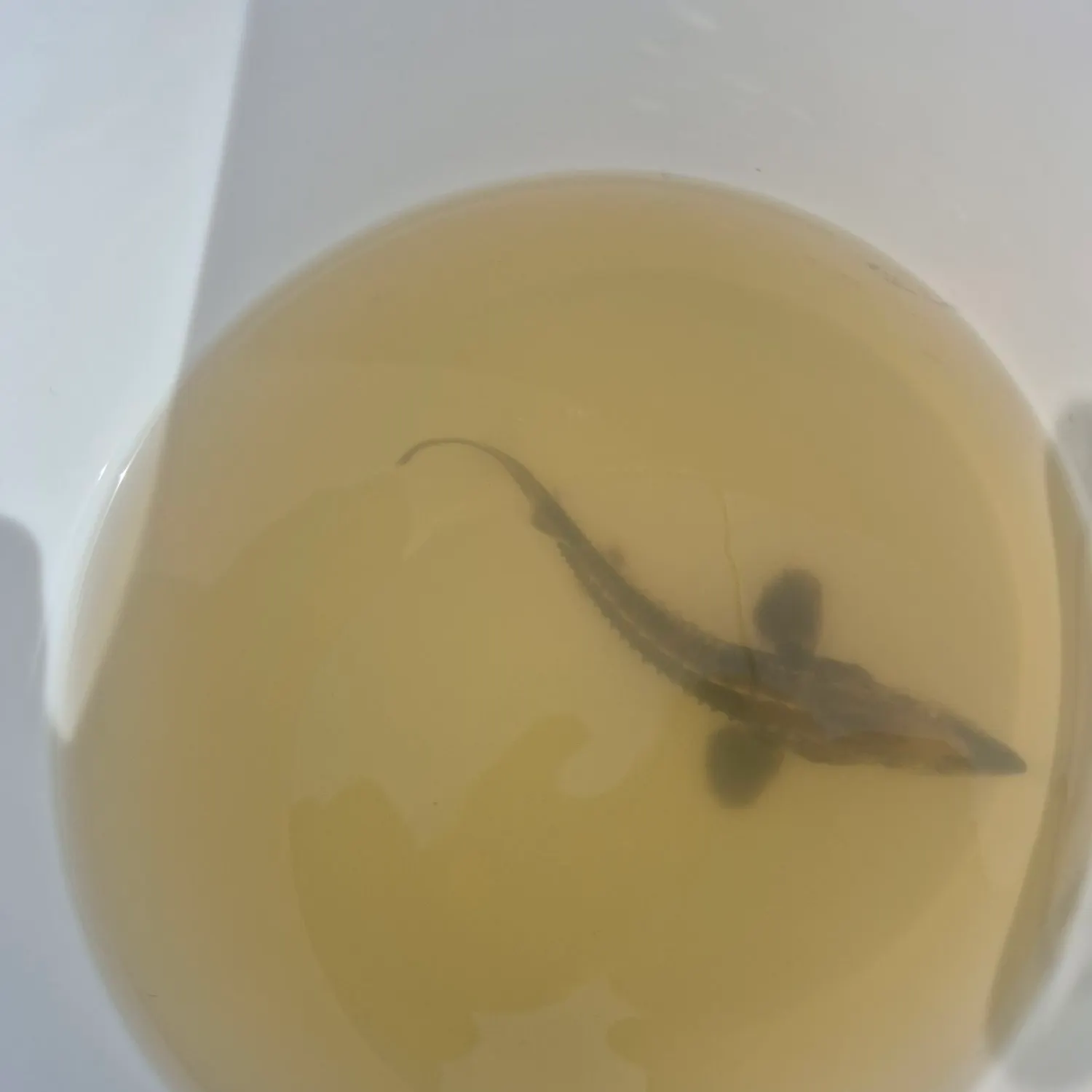 The most recent Lake sturgeon catches on Fishbrain