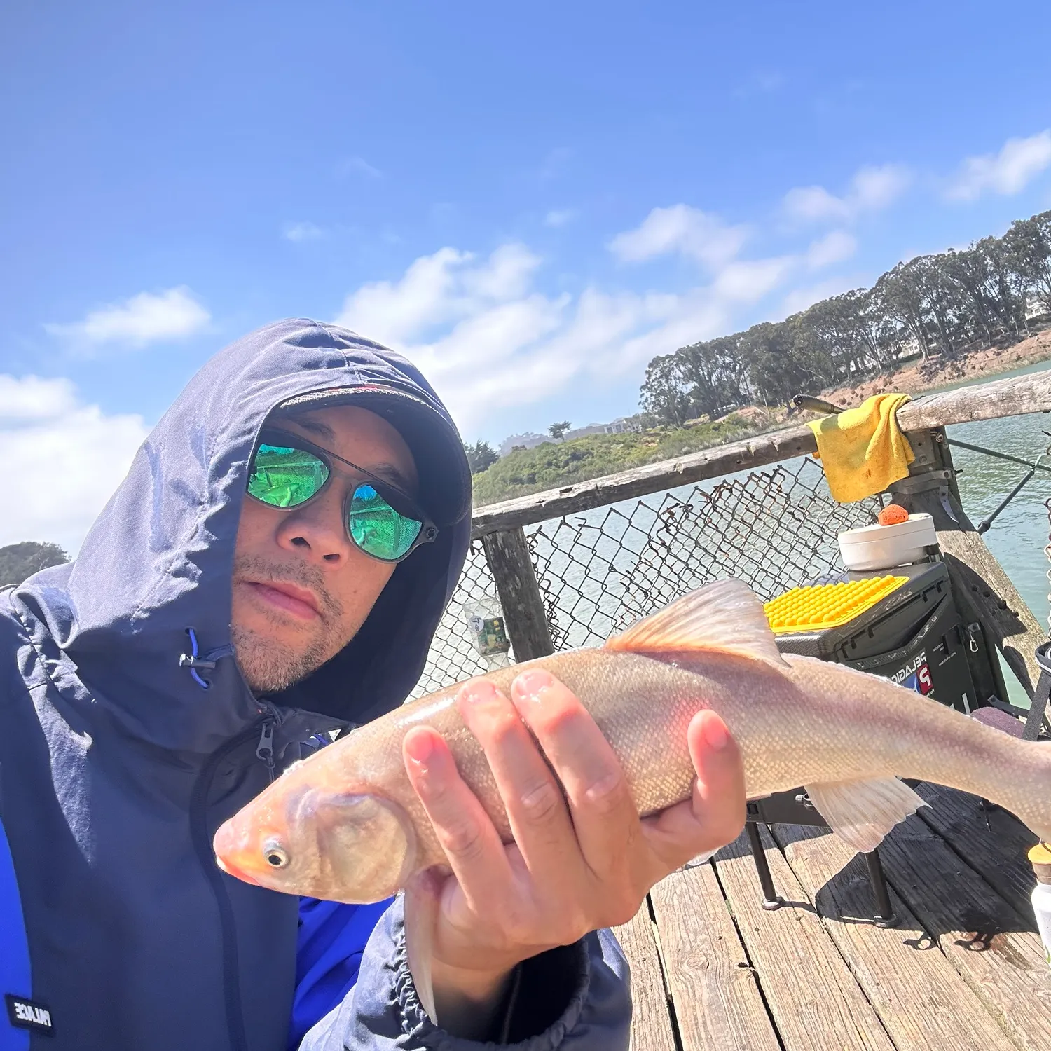The most recent Sacramento blackfish catches on Fishbrain
