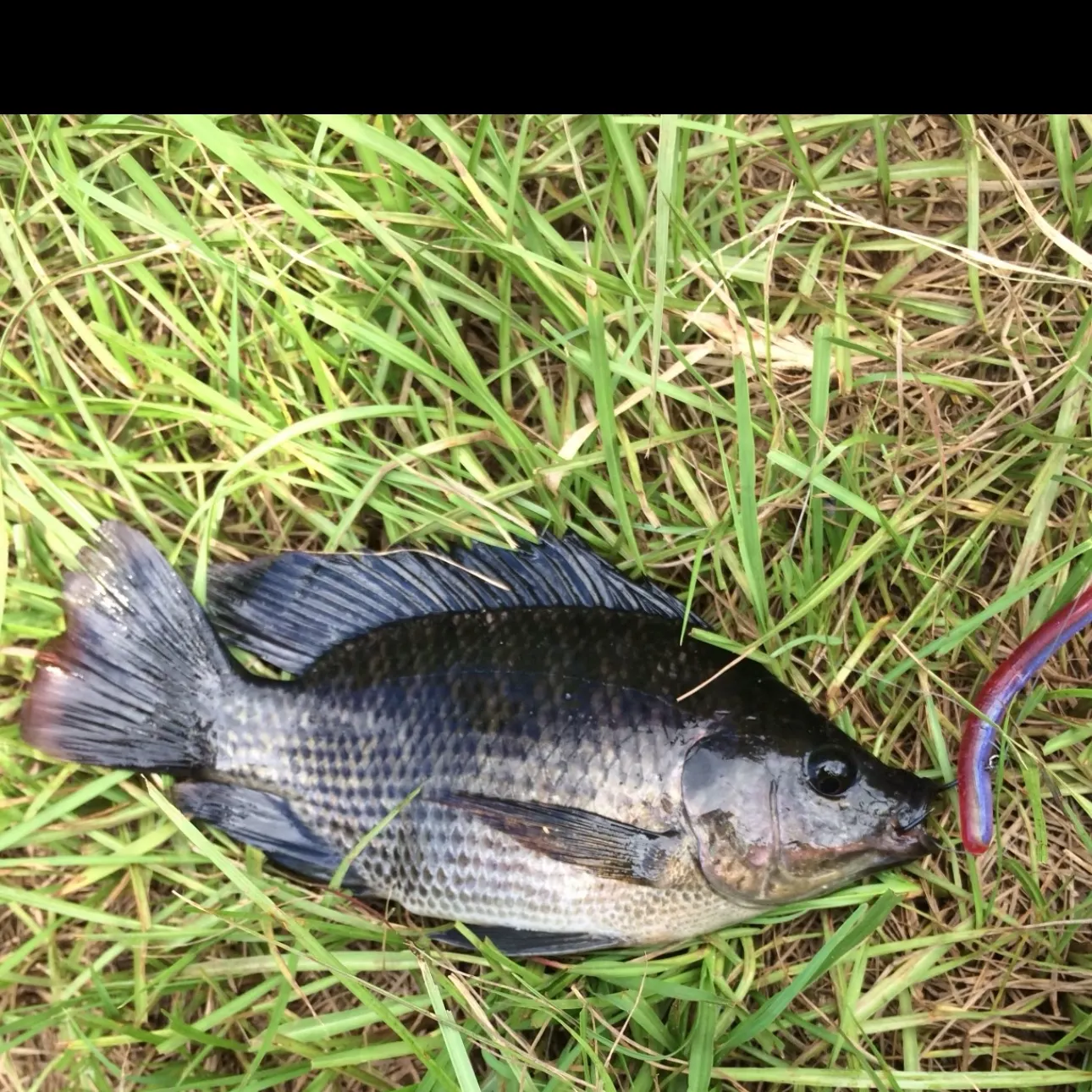 The most recent Nile tilapia catches on Fishbrain