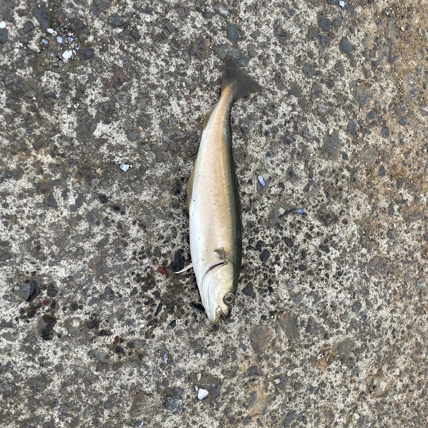 Atlantic pollock caught on Fishbrain
