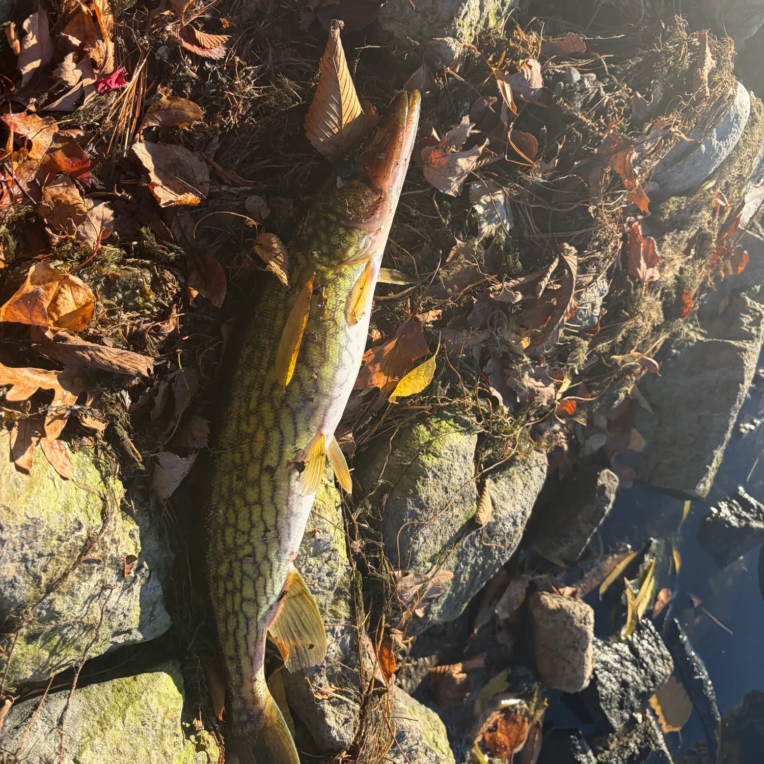 Chain pickerel caught on Fishbrain