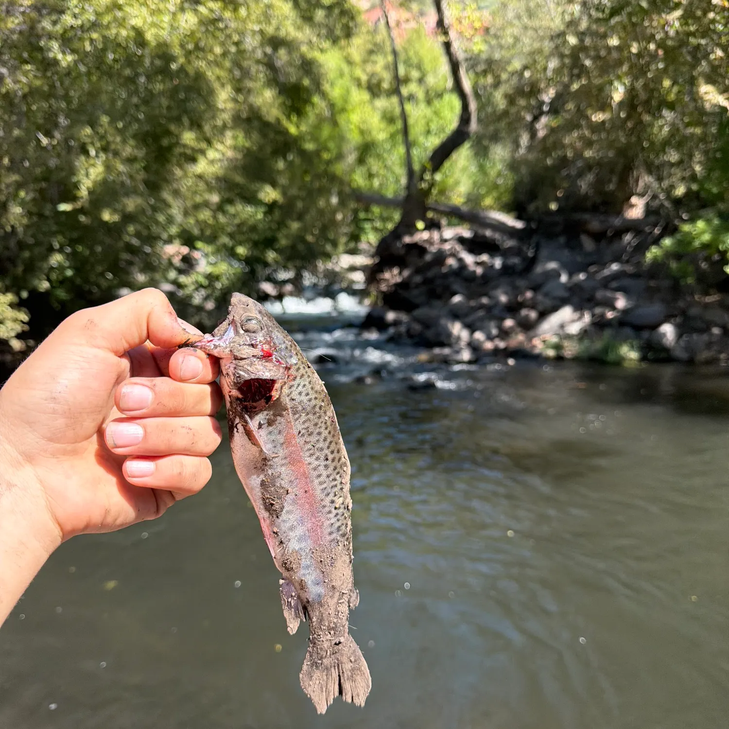 Rainbow trout caught on Fishbrain