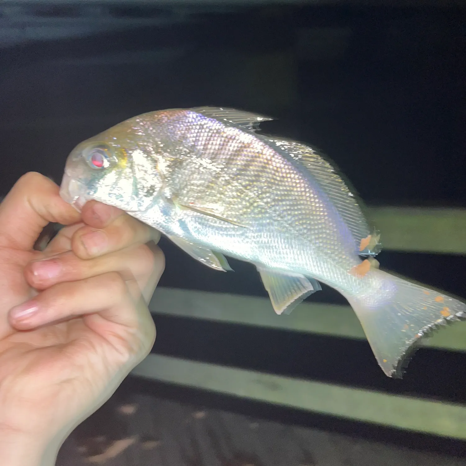 The most recent Spot croaker catches on Fishbrain
