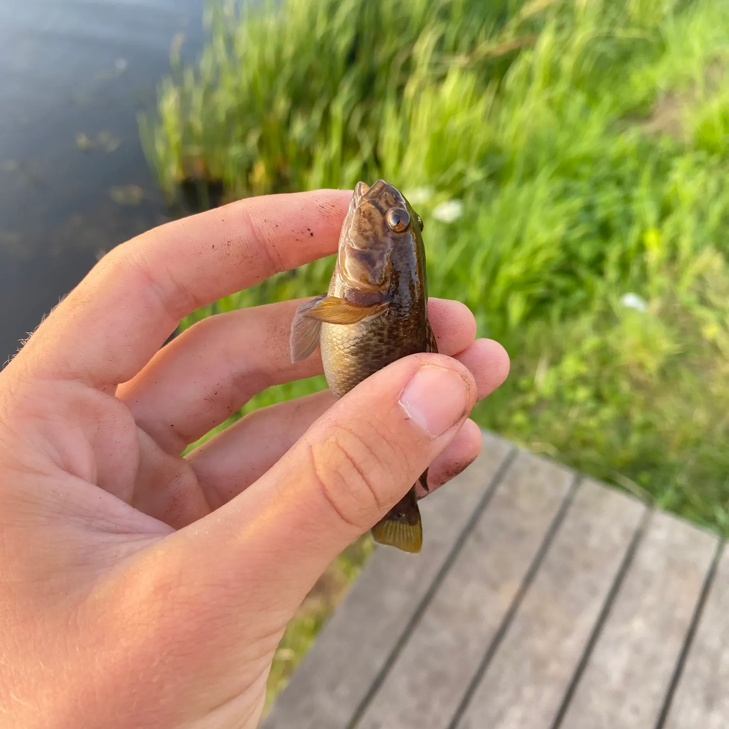The most recent Round goby catches on Fishbrain