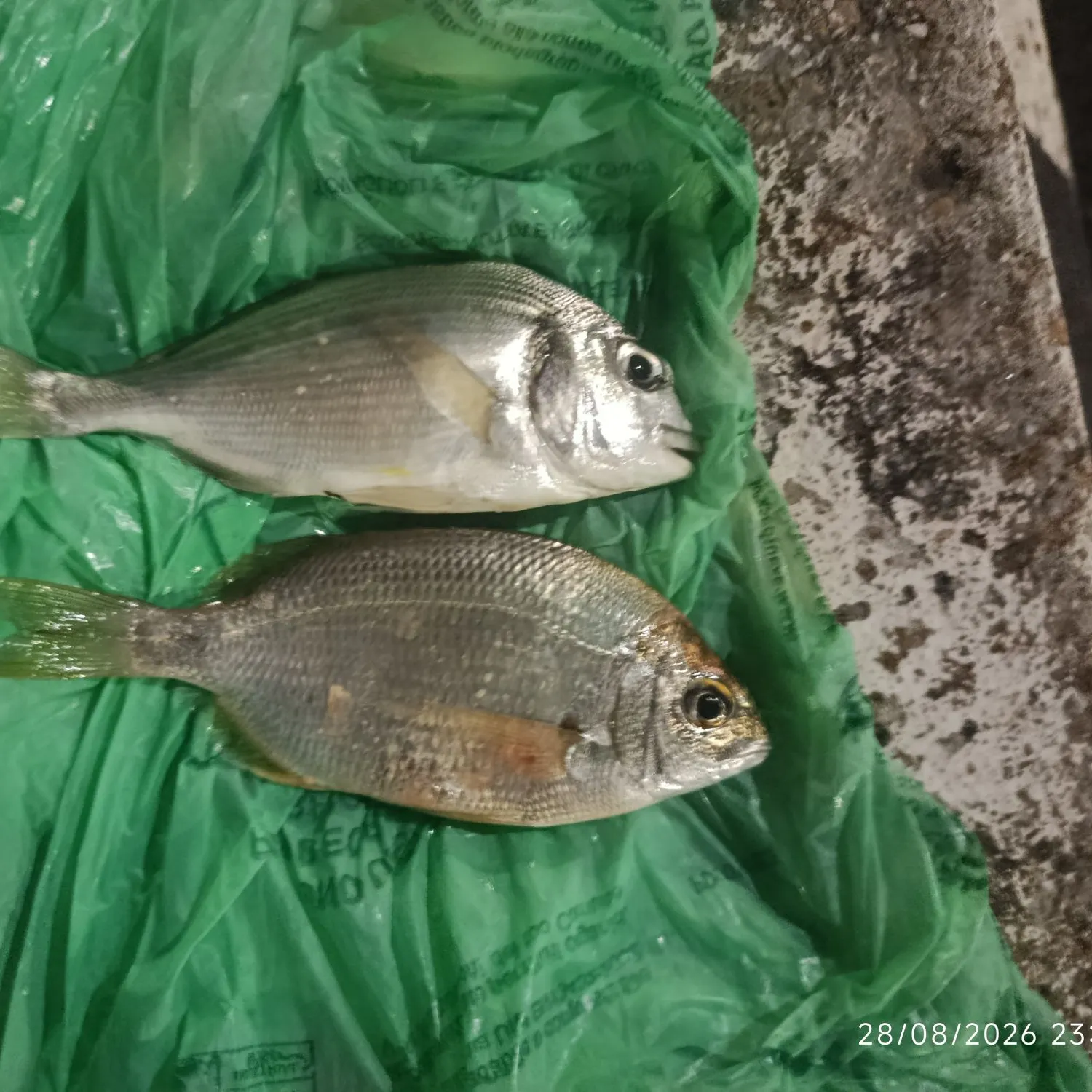 Gilthead seabream caught on Fishbrain