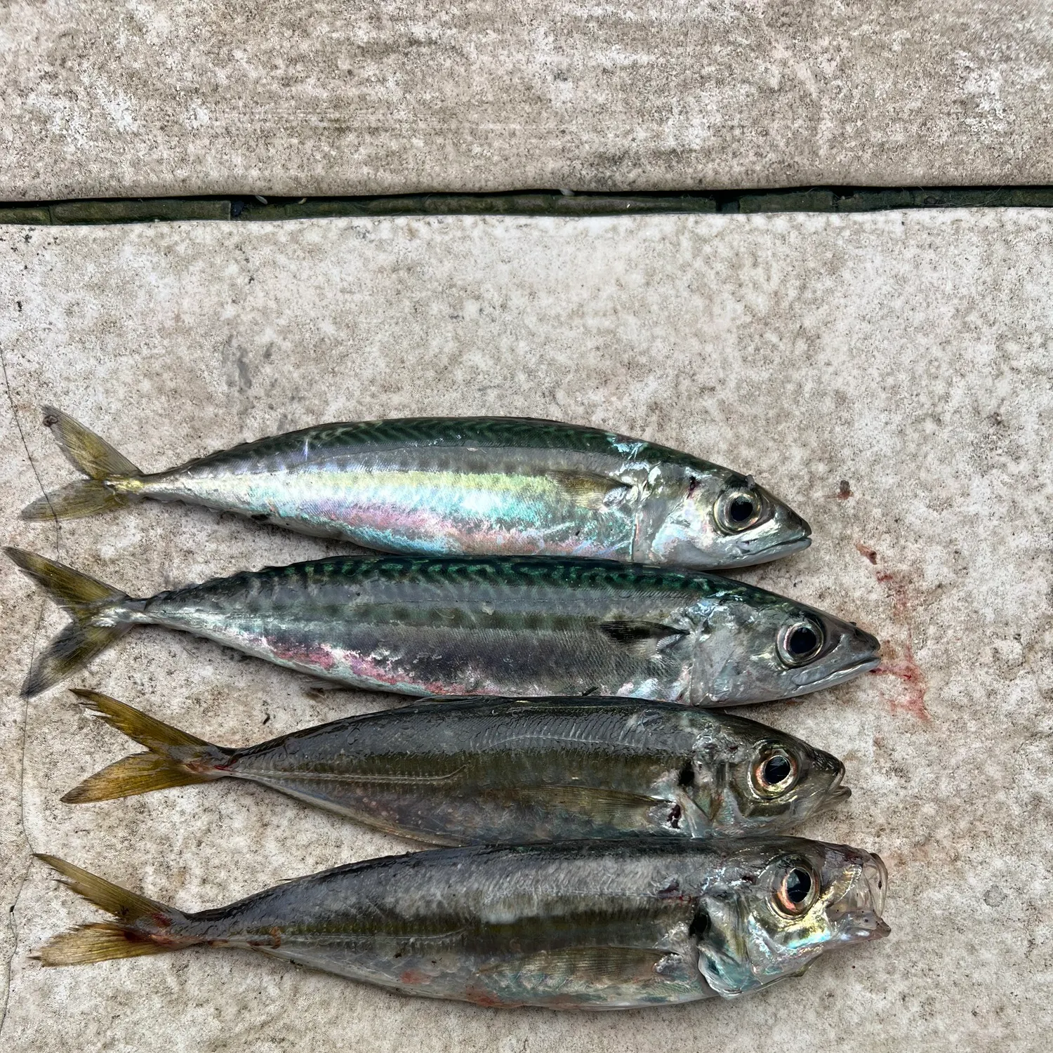 The most recent Greenback horse mackerel catches on Fishbrain