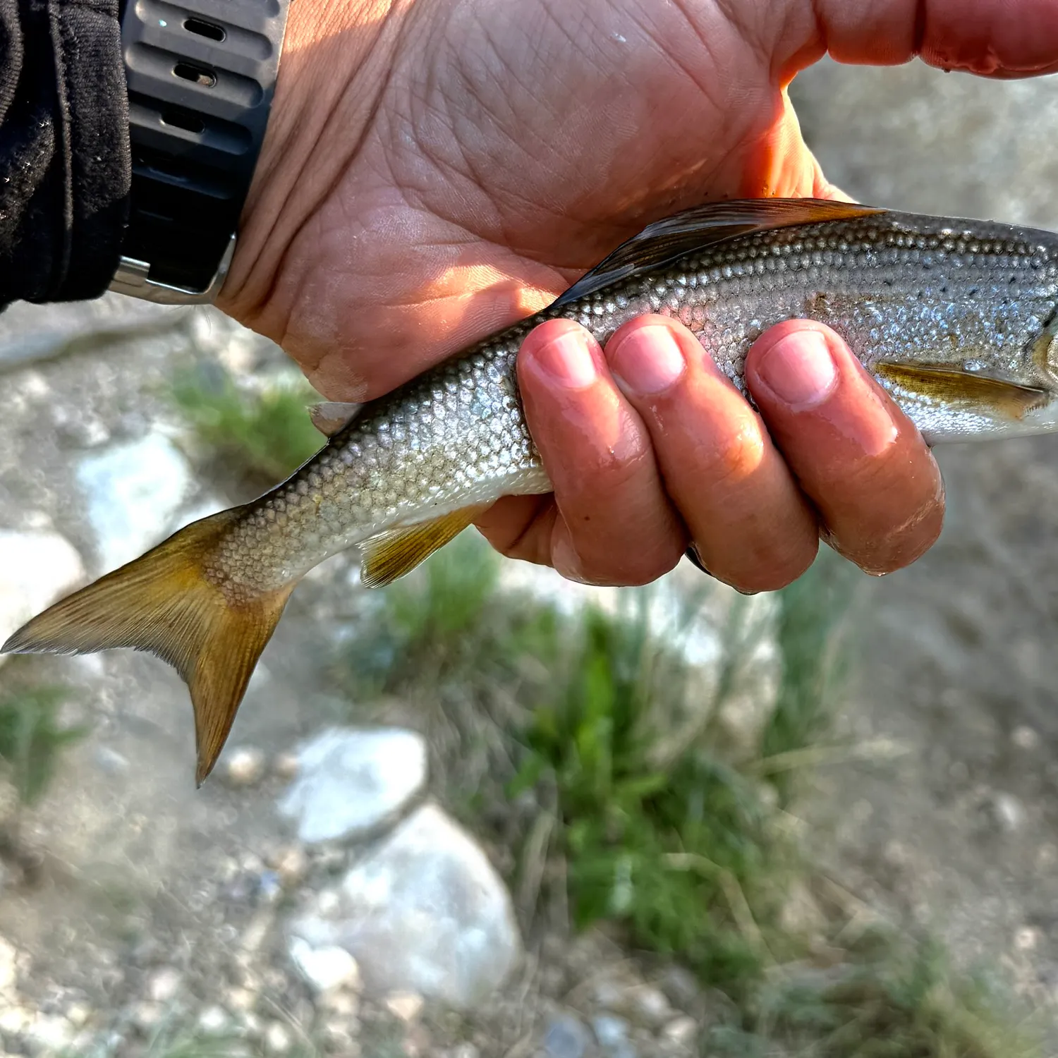 The most recent Arctic grayling catches on Fishbrain