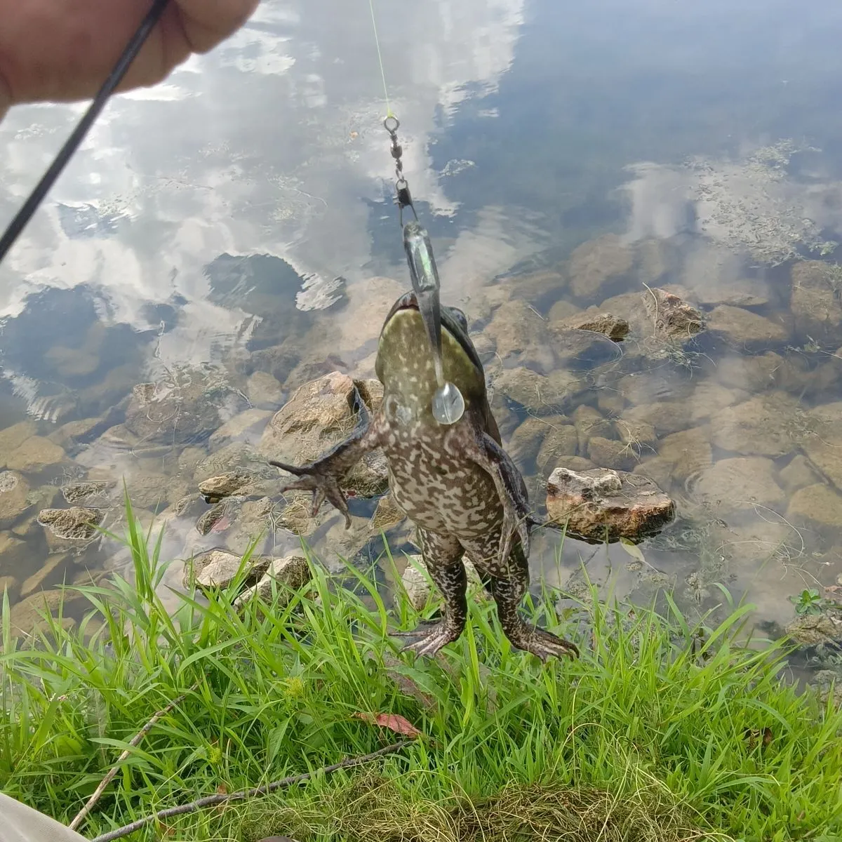 The most recent Carpenter frog catches on Fishbrain