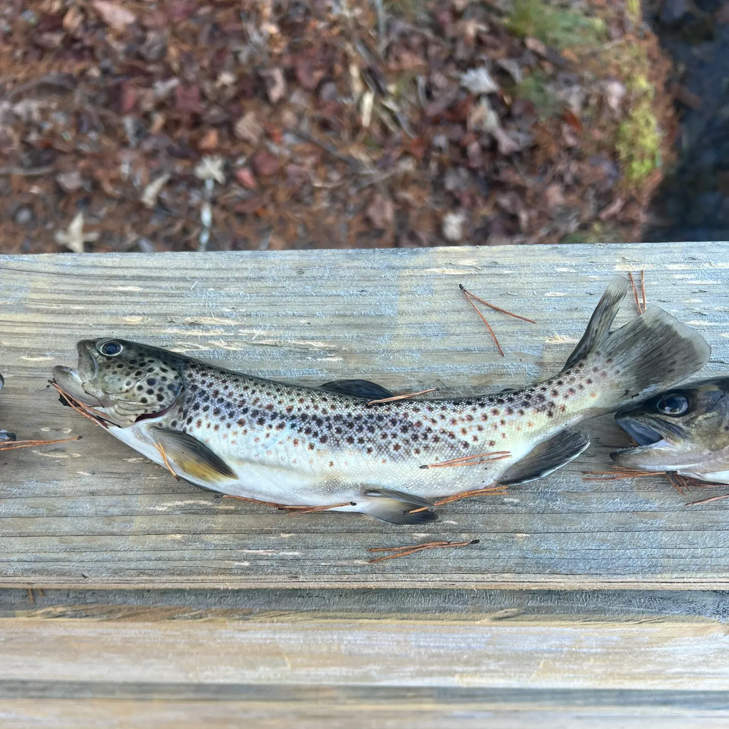 recently logged catches