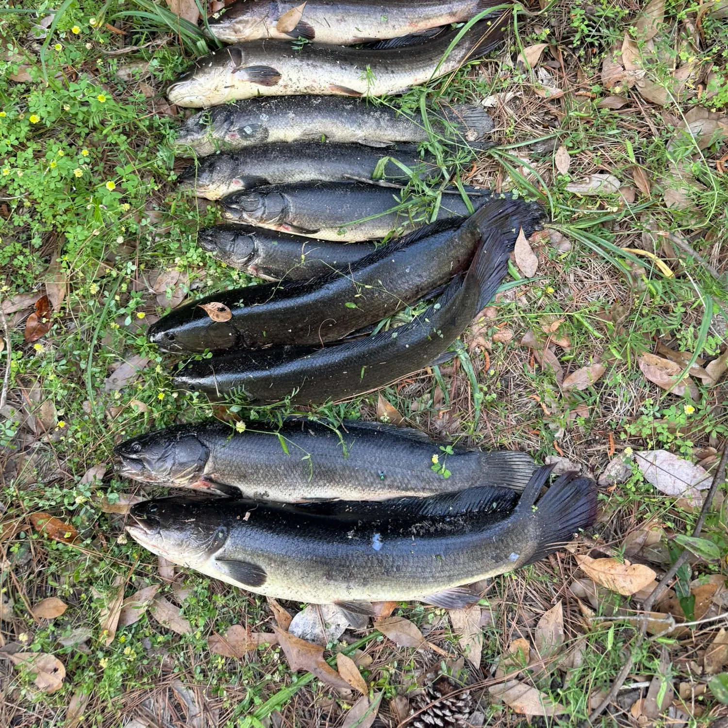 recently logged catches