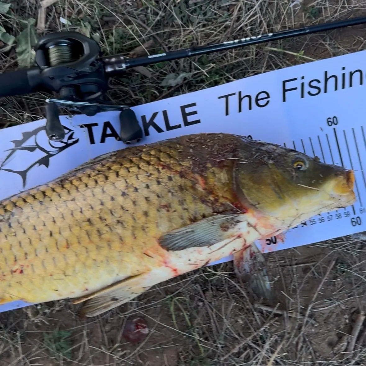 Common carp caught on Fishbrain