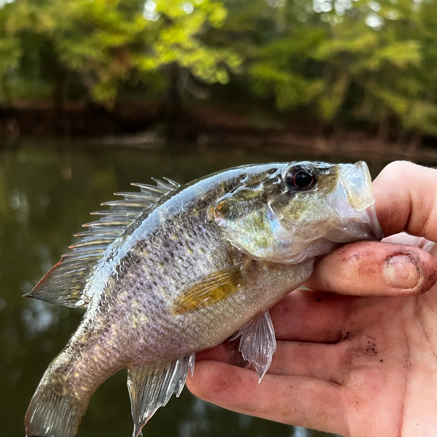 Warmouth caught on Fishbrain