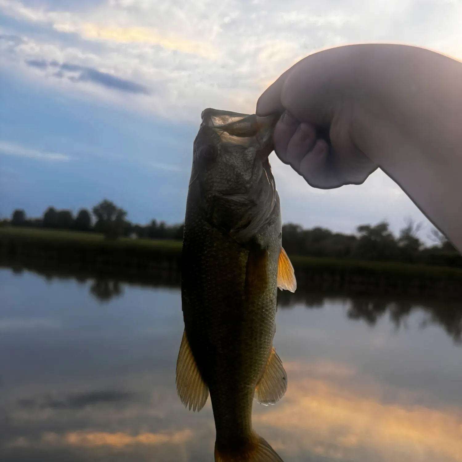 Largemouth bass caught on Fishbrain