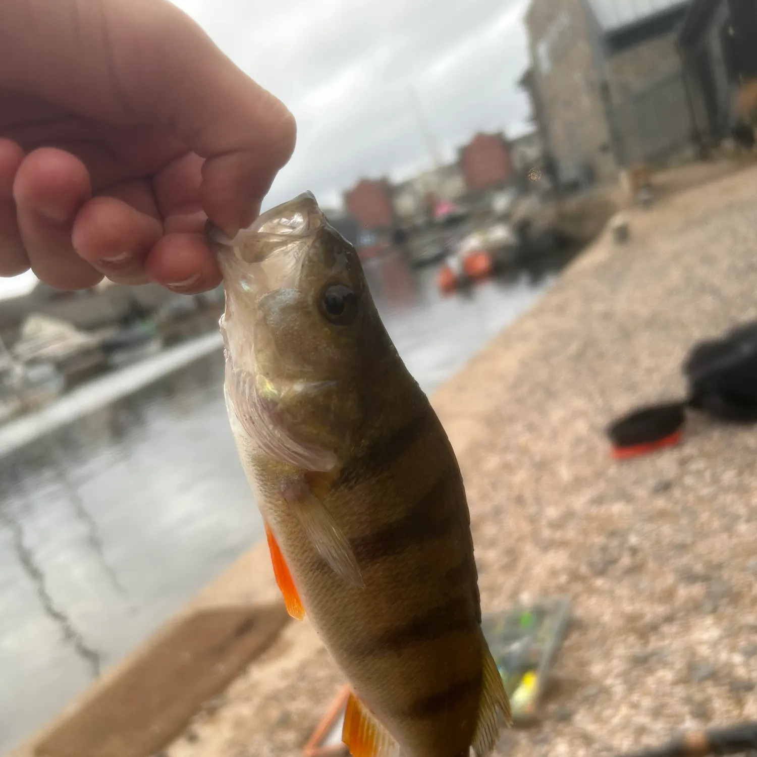 European perch caught on Fishbrain