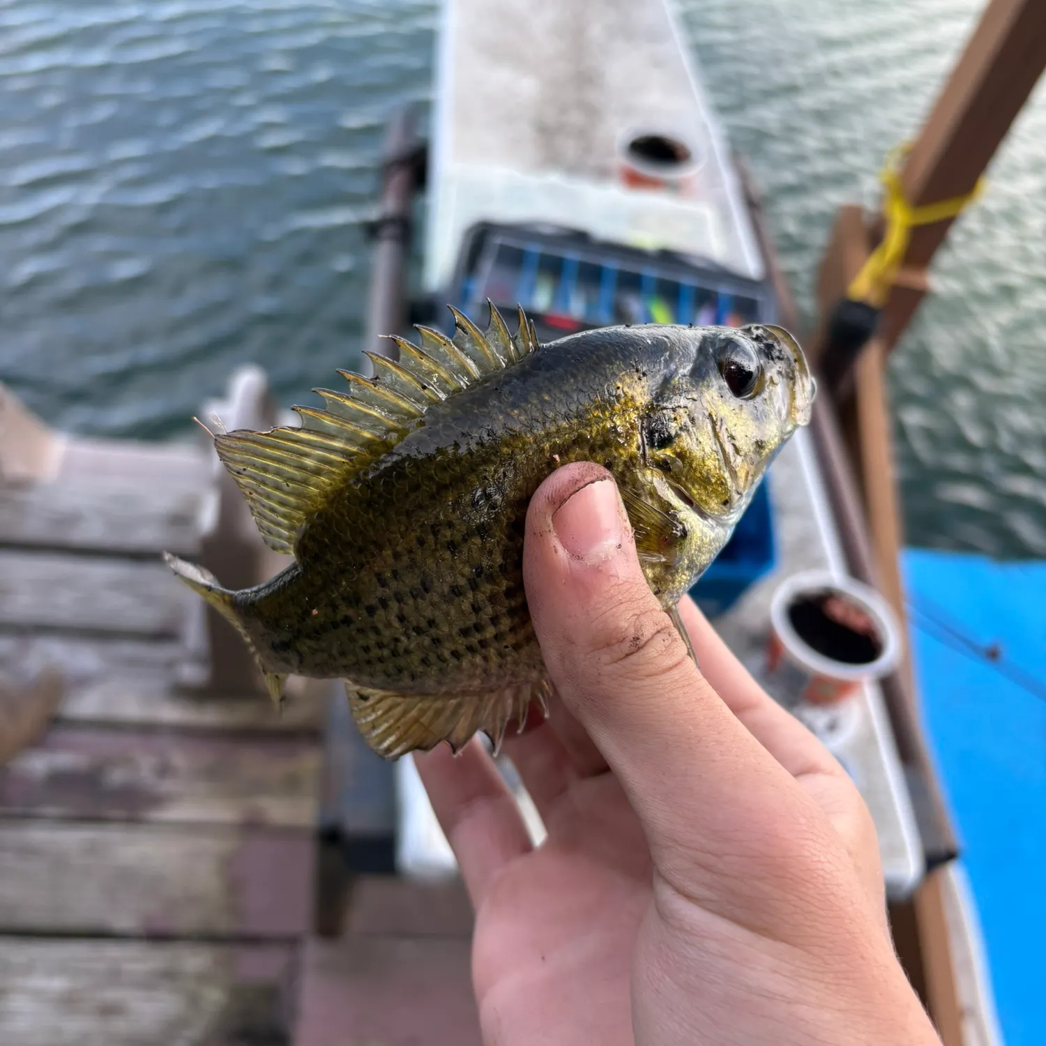 Rock bass caught on Fishbrain