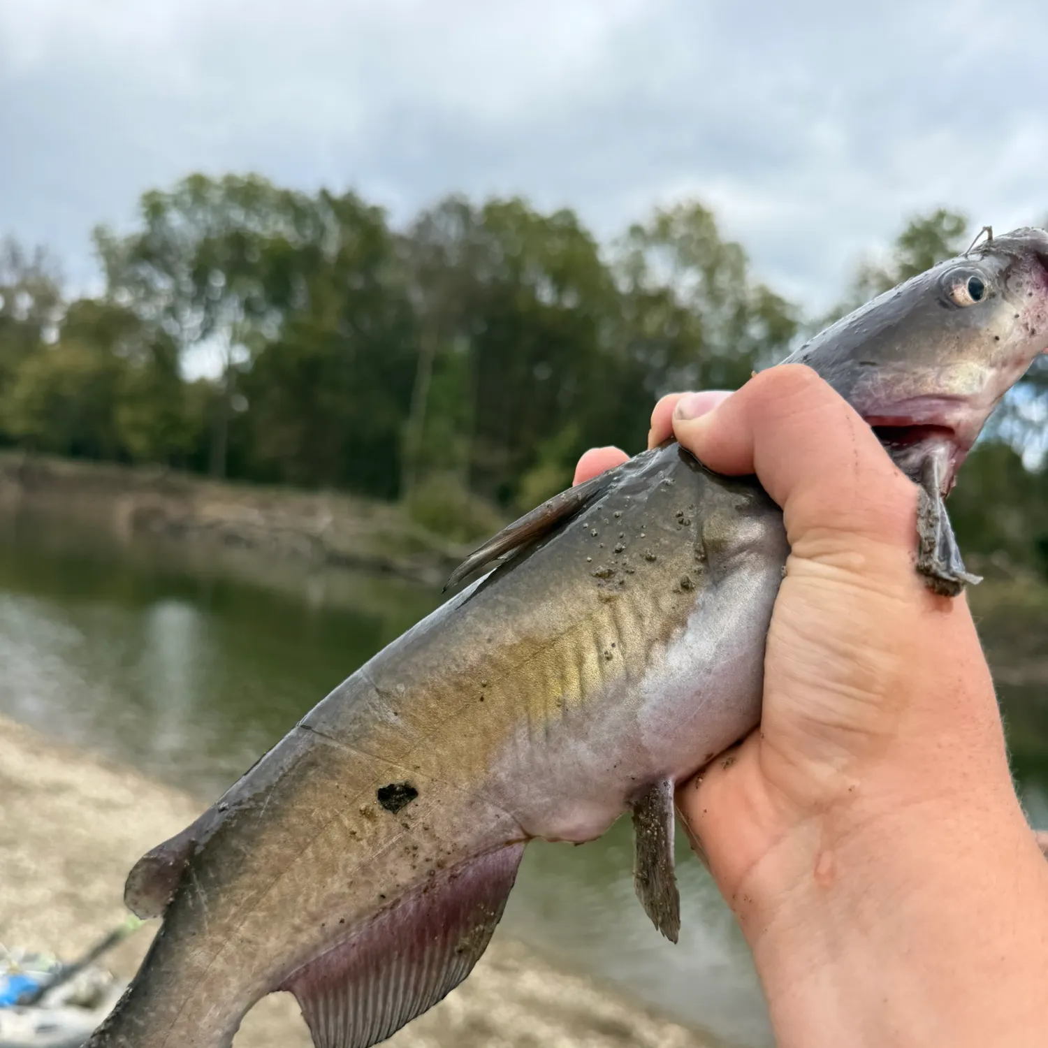 Channel catfish caught on Fishbrain