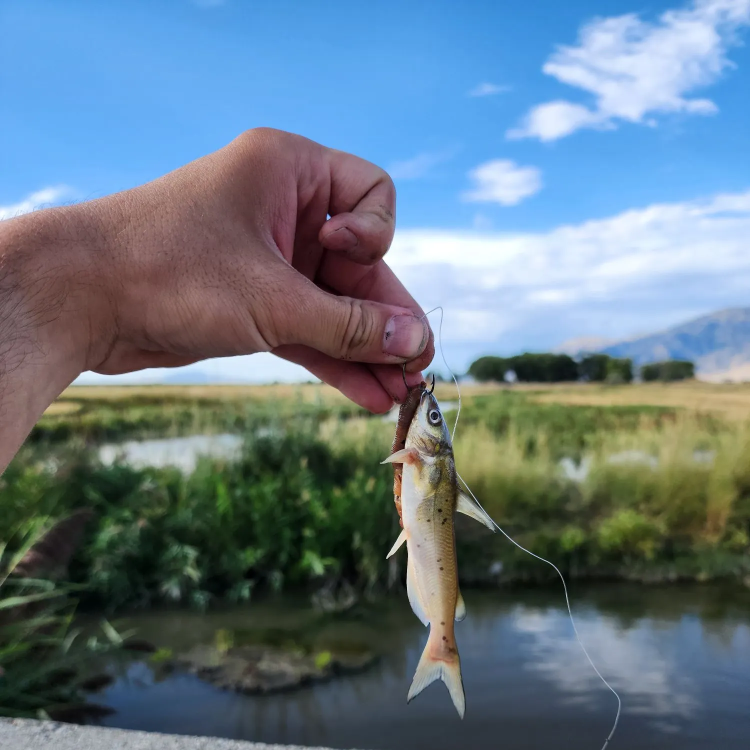 Channel catfish caught on Fishbrain