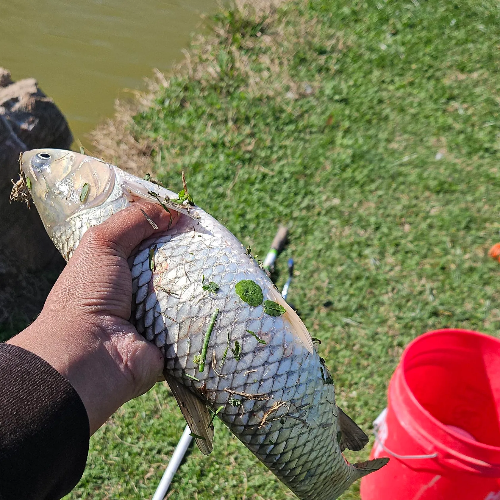 The most recent Grass carp catches on Fishbrain