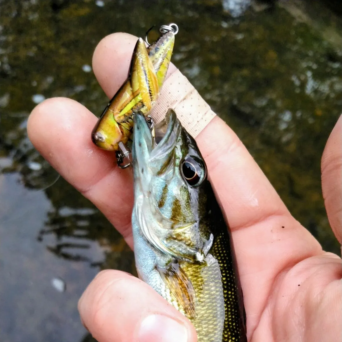 The most recent Redeye bass catches on Fishbrain