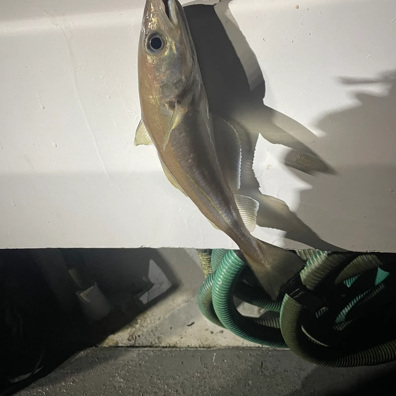 The most recent Whiting catches on Fishbrain