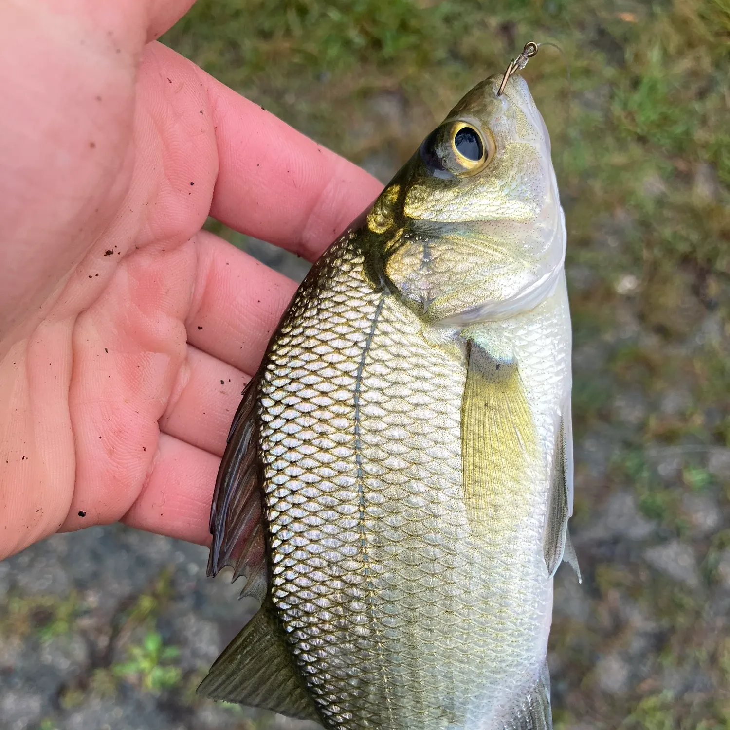White perch caught on Fishbrain