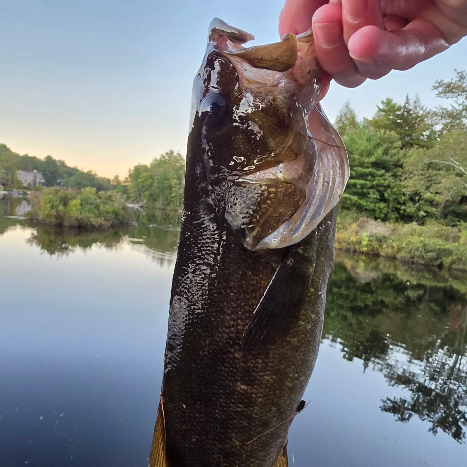Smallmouth bass caught on Fishbrain
