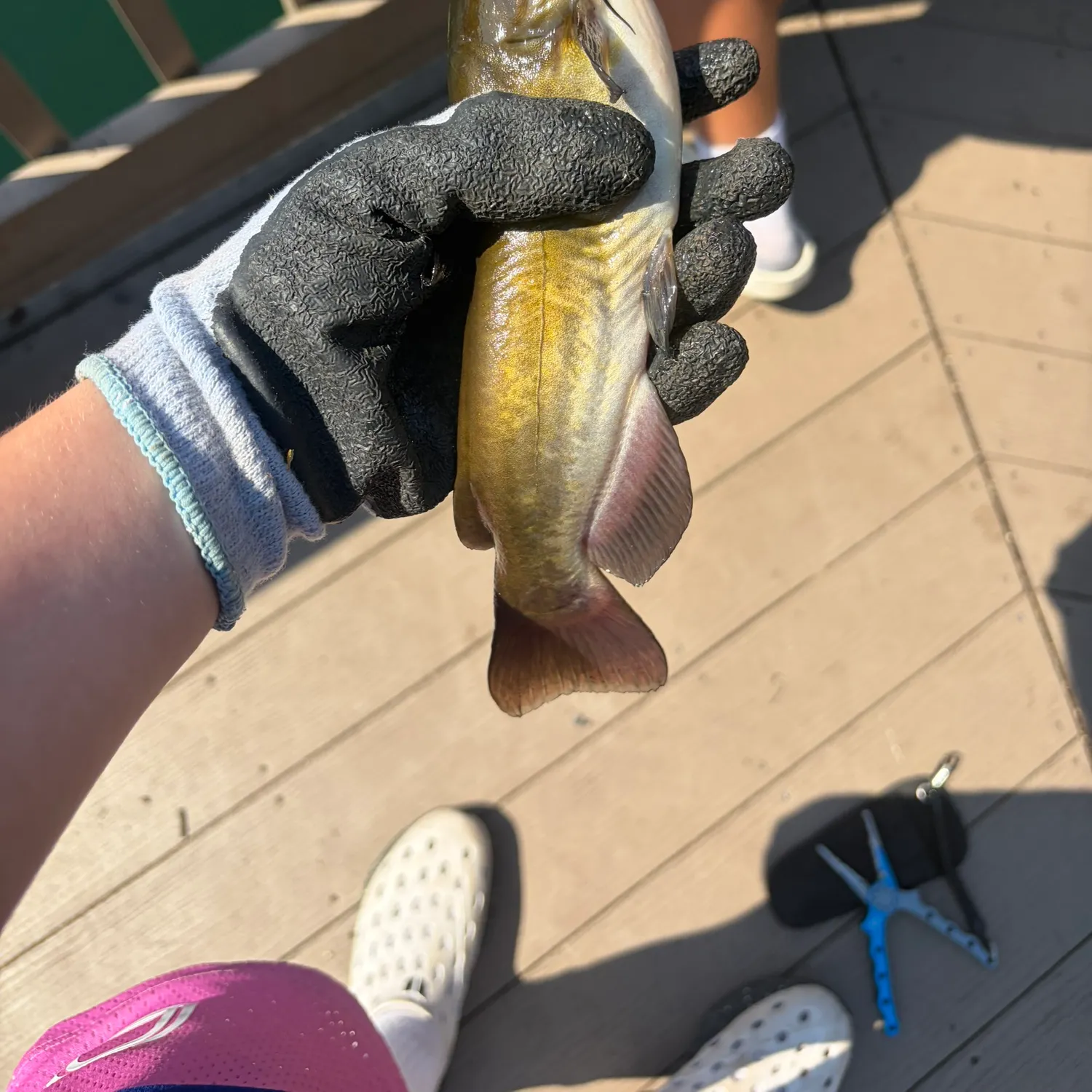 recently logged catches
