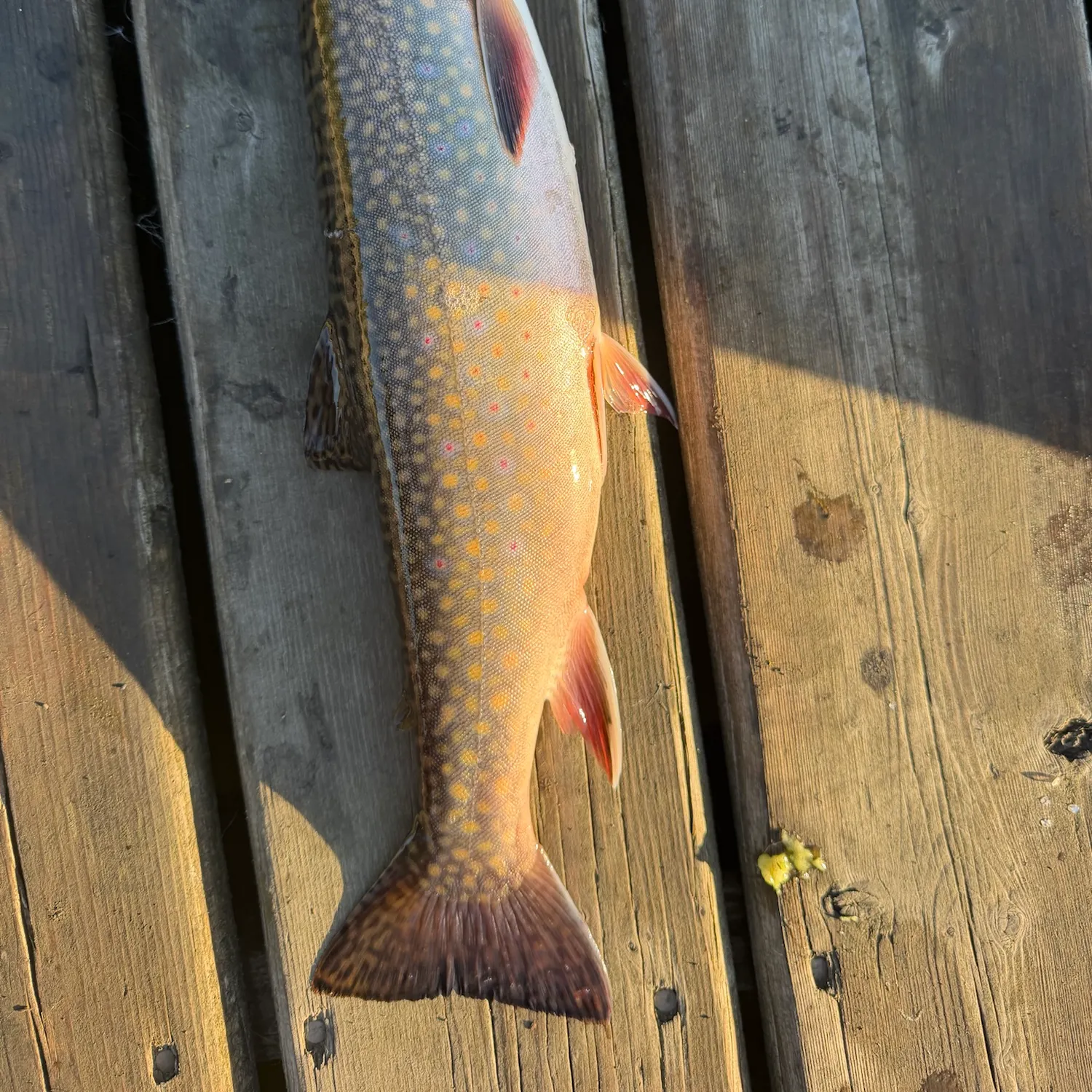 Brook trout caught on Fishbrain