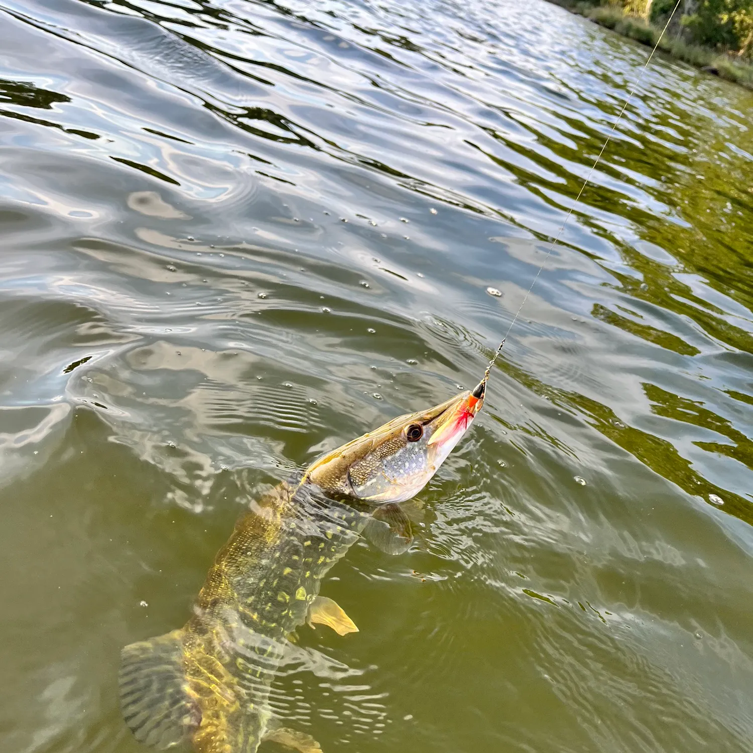 Northern pike caught on Fishbrain