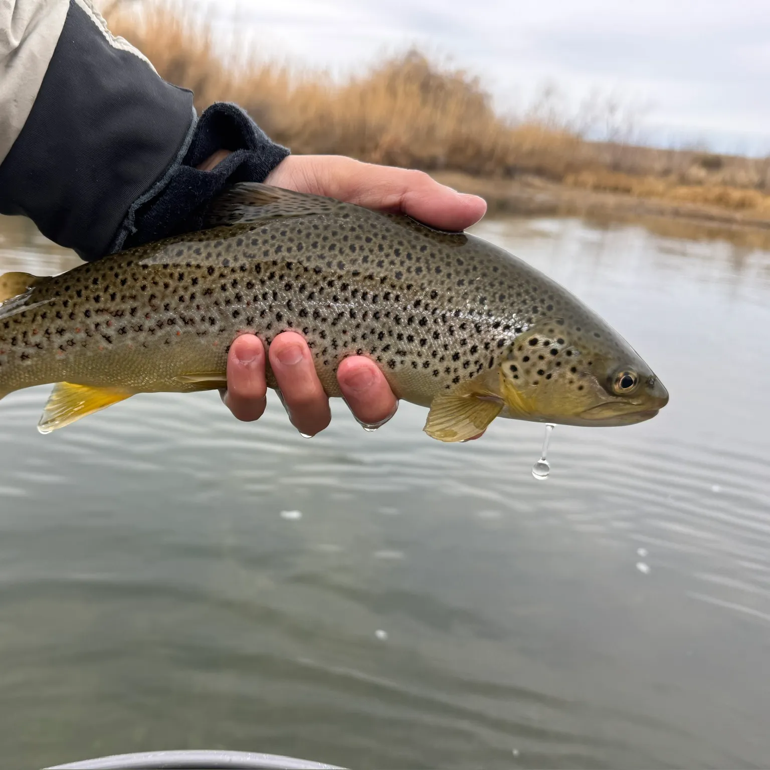 The most recent Brown trout catches on Fishbrain