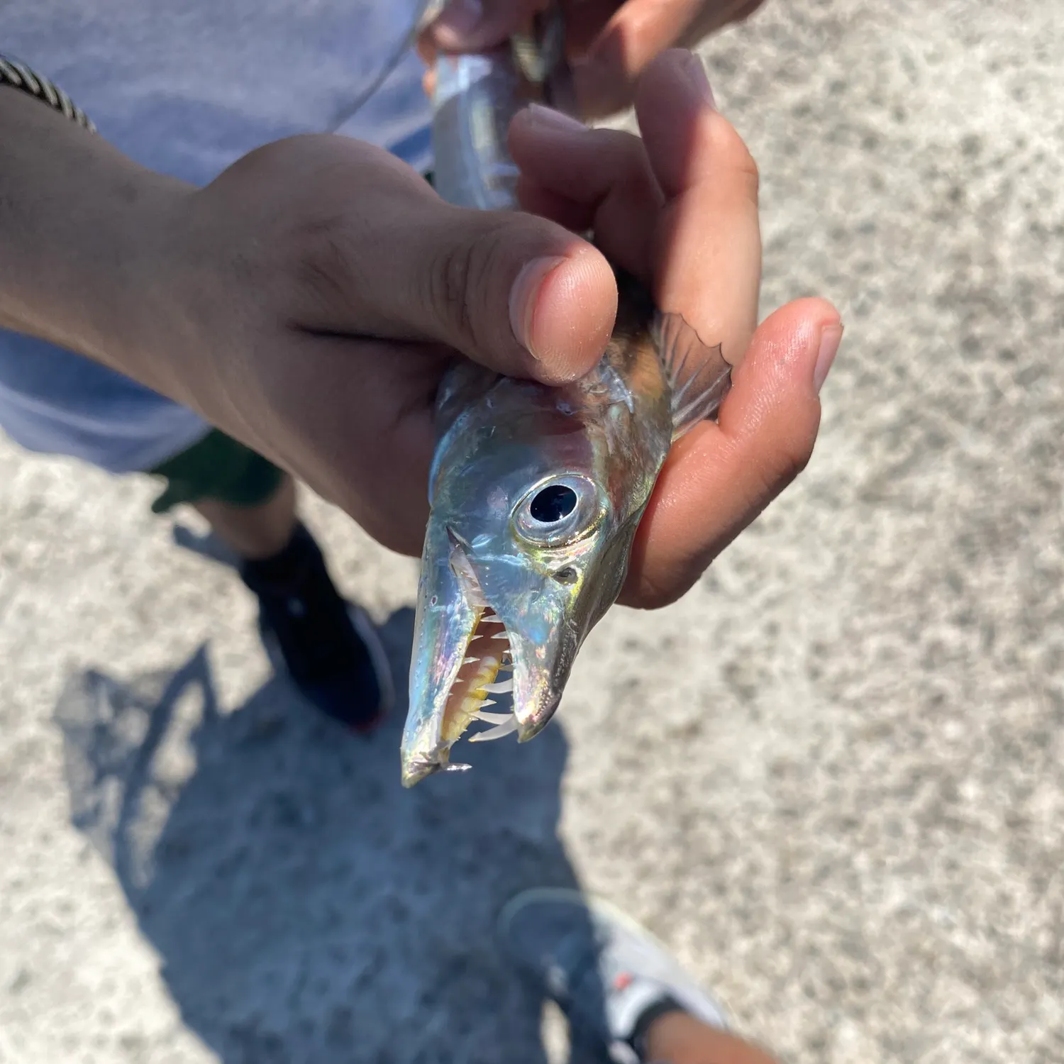 The most recent Atlantic cutlassfish catches on Fishbrain
