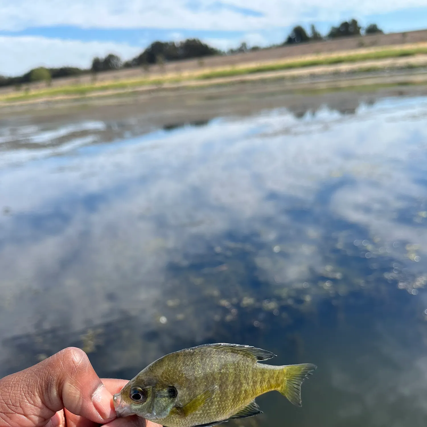 Bluegill caught on Fishbrain