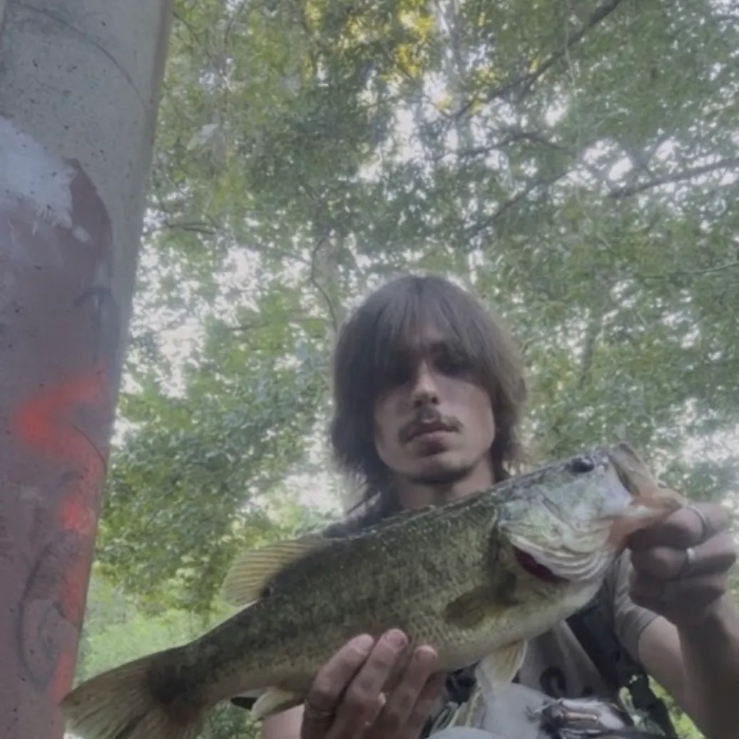 Largemouth bass caught on Fishbrain