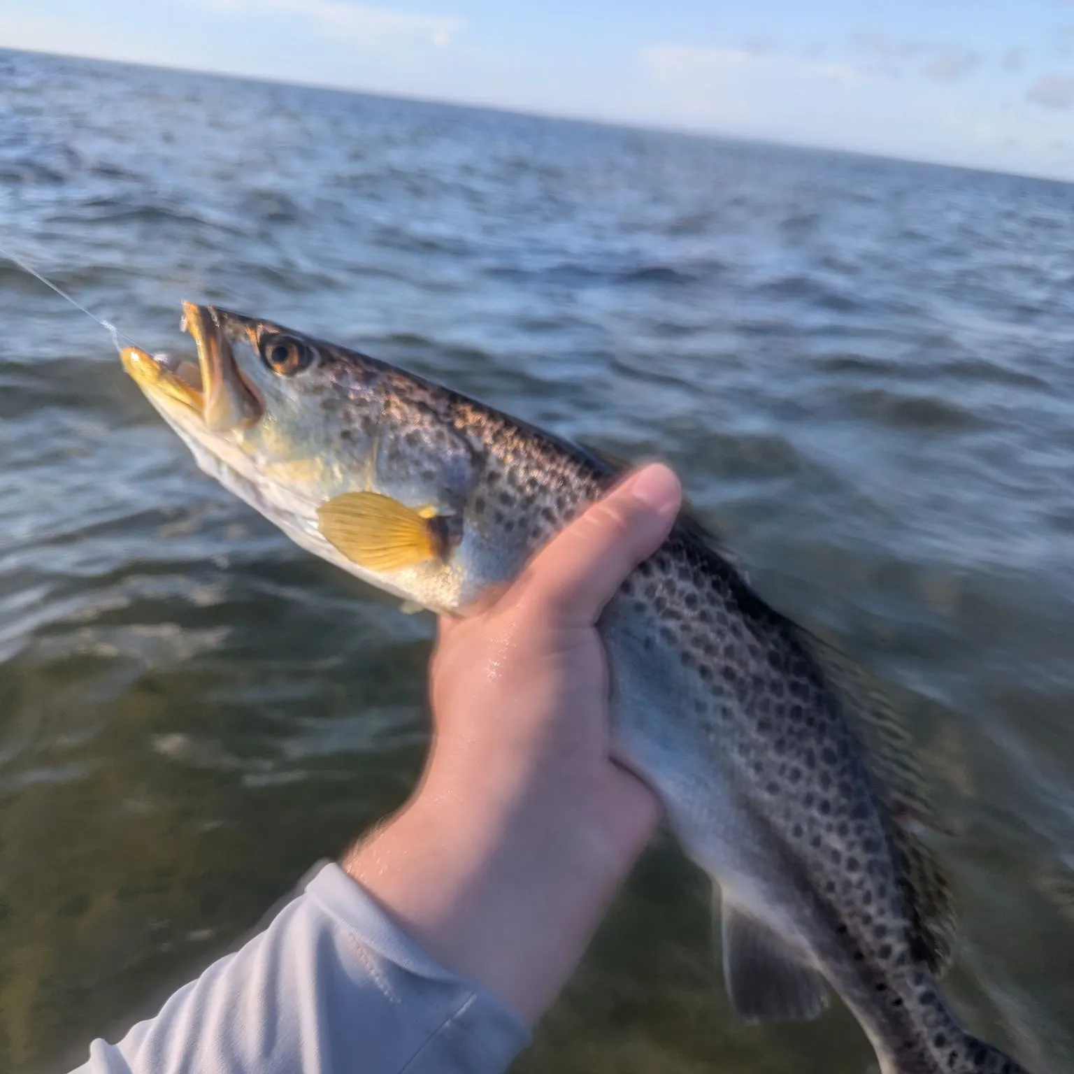 Spotted seatrout caught on Fishbrain